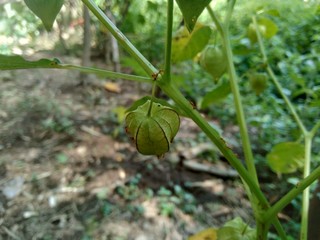 Physalis angulata (ceplukan/ciplukan) tropical plant that is useful for medicine or fruit