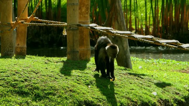 Geoffroy's Spider Monkey walking on a wood bridge above a lake. black monkey Relaxing and playing in zoo beside a lake. Funny Cute Monkeys jumping and playing on the grass. Wild animals and nature 4k