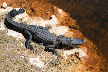 Alligator am braunen Wasser