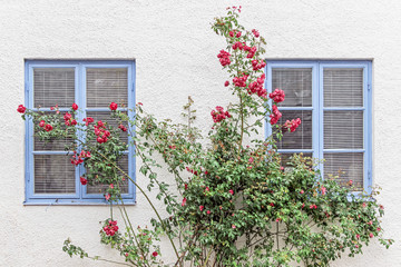 Fototapeta na wymiar red rose bush in garden with blue windows 