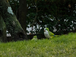 Parrots on the grass