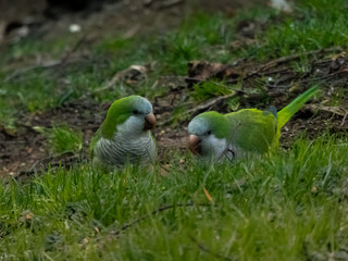 Parrots on the grass