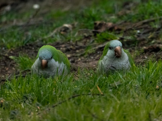 Parrots on the grass