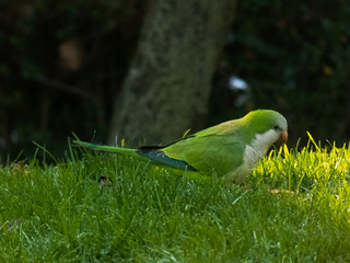 Parrot on the grass