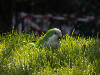 Parrot on the grass