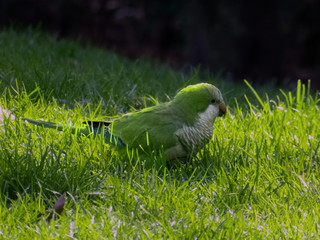 Parrot on the grass