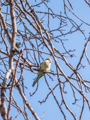 Parrot on a tree
