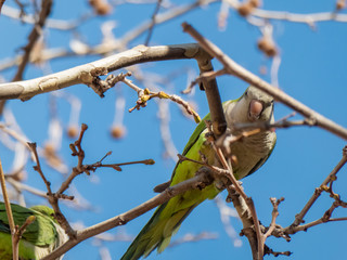 Parrot on a tree