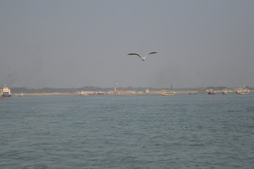 seagull flying over the sea