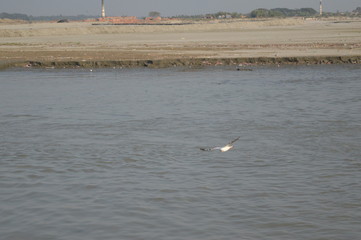 seagull on the lake
