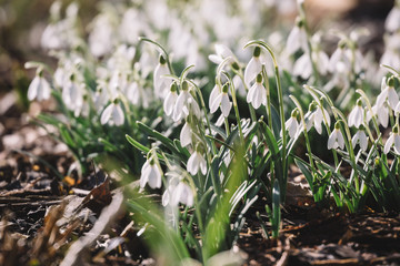 Close up photo of blooming white Galanthus nivalis flowers. Selective focus, blurred background. Coming of spring, natural landscape, delicate flowers in april, nature concept. First flowers.