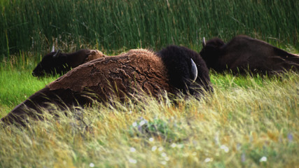 bison on the prairie