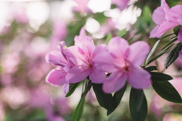 Fototapeta na wymiar Close up photo of colorful blooming pink Azalea flowers in botanical garden, soft focus. Flowering Rhododendrons florets. Beauty daylight. Love of nature concept. Macro.