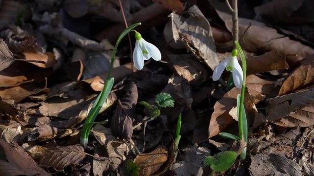 Snowdrop herald of spring in the natural ambience (Galanthus nivalis) - (4K)