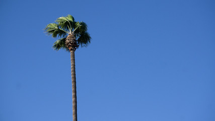 palm tree on blue sky background with copy space