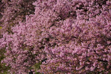 A famous spot for early-blooming cherry blossoms called Kawazuzakura, Minami Izu, Shizuoka...