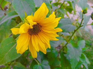 Sunflower in the garden