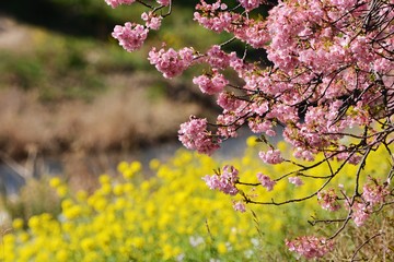 A famous spot for early-blooming cherry blossoms called Kawazuzakura, Minami Izu, Shizuoka Prefecture, Japan.