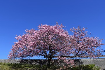 Naklejka premium A famous spot for early-blooming cherry blossoms called Kawazuzakura, Minami Izu, Shizuoka Prefecture, Japan.