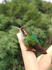 COLIBRI