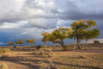 Naklejka premium view on trees in Mongolia