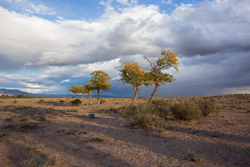 view on trees in Mongolia