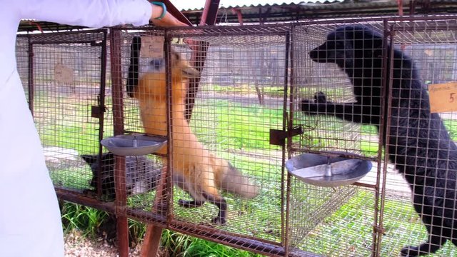 female hand caresses the little fox in the cage