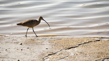 shorebird walking on the beach