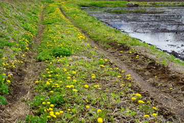 タンポポの花が咲く田舎の道