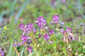 春の野原にムラサキケマンの花が咲く