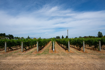 Obraz premium View of the rows of vines in a New Zealand vineyard 