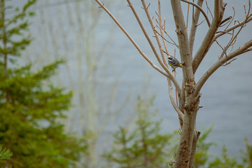 l'oiseau dans l'arbre 2