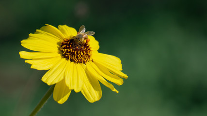 bee on yellow flower