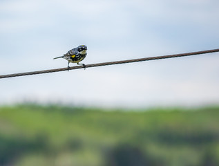 l'oiseau sur un fil © Stphanie