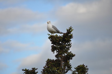 Seagull on top of tree