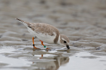 Piping Plover foraging on a beach in winter