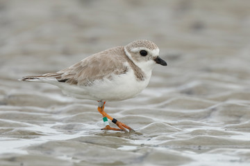Piping Plover foraging on a beach in winter