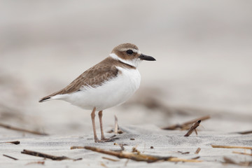 Wilson's Plover on a beach in winter
