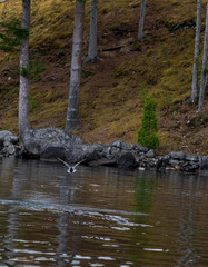 le canard s'envole 2