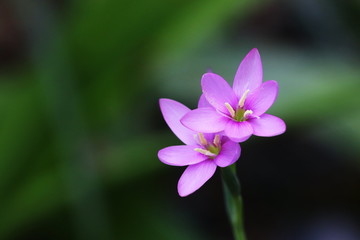 Fototapeta premium Close up of Zephyranthes Lily or Rain Lily