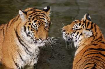 Tigers play in the water