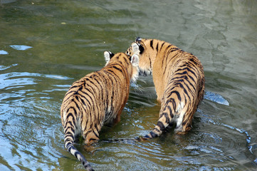 Tigers play in the water