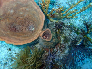 Underwater Tube plants