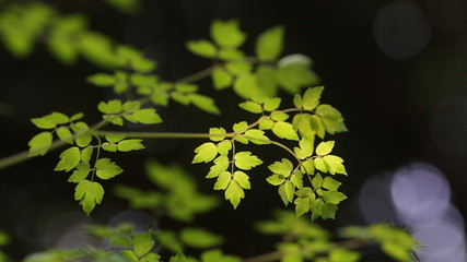background with green leaves