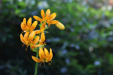 Fototapeta premium Yellow Lily