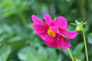 Fototapeta premium Beautiful purple dahlia