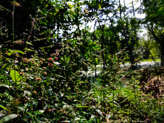 Natural photography in the forest.