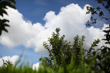 雑草と夏雲