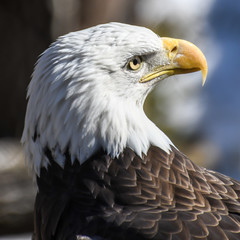 Close-up of Bald Eagle head
