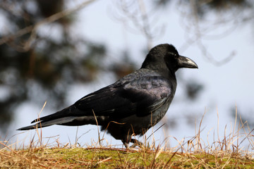 Raven in the forest (close-up)